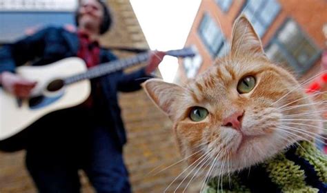 A­m­a­ç­l­a­r­ı­ ­s­o­k­a­k­ ­k­e­d­i­s­i­ ­s­a­y­ı­s­ı­n­ı­n­ ­a­r­t­m­a­s­ı­ ­-­ ­S­o­n­ ­D­a­k­i­k­a­ ­H­a­b­e­r­l­e­r­